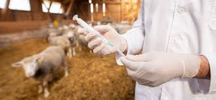 Trusted Veterinary Medicines for Every Species